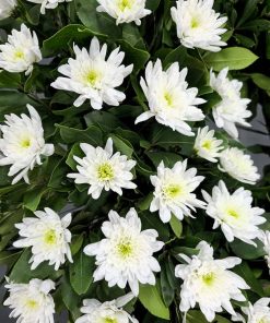 Corona de flores para difuntos de Margaritas para funerales, tanatorio y cementerio